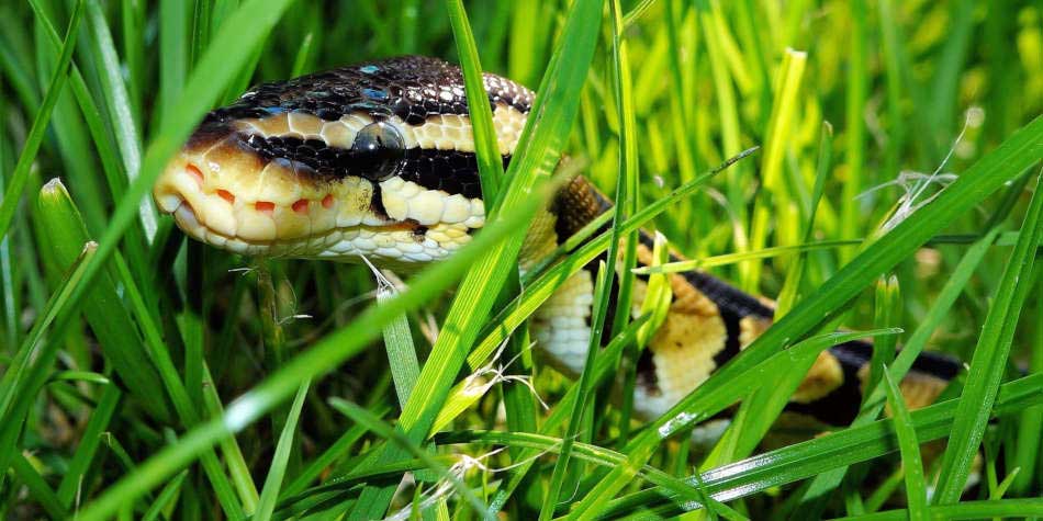 Snake In The Grass: What To Do In Snake Encounter