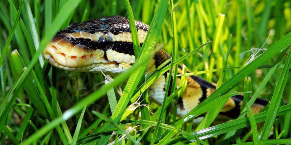 poisonous snake bites